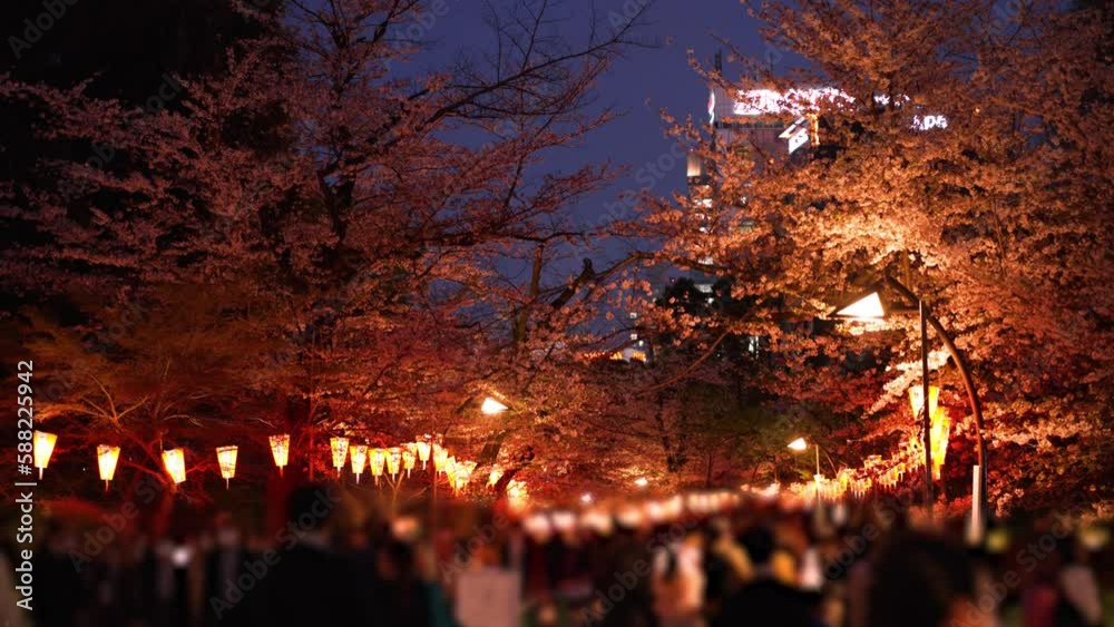 ライトアップされた上野恩賜公園さくら通りと夜桜を楽しむ人々(2023年3月) ライトアップされた上野恩賜公園さくら通りと夜桜を楽しむ人々(2023年3月)