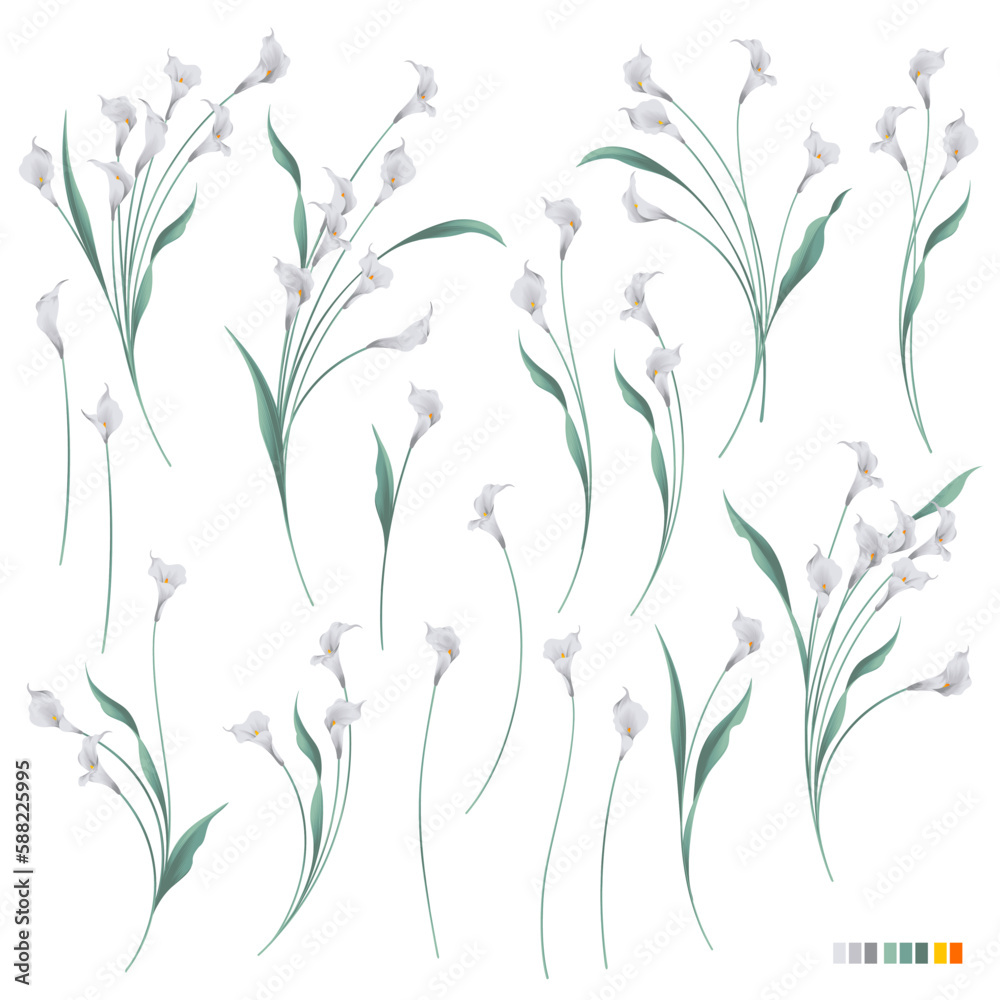 Collection of beautiful calla lily materials, Collection of beautiful calla lily materials,