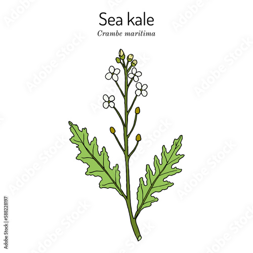 Seakale or crambe (Crambe maritima), edible and medicinal plant