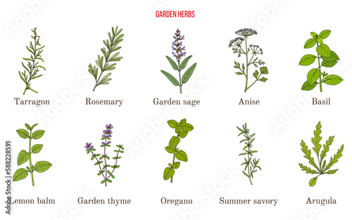 Collection of culinary herbs and spices