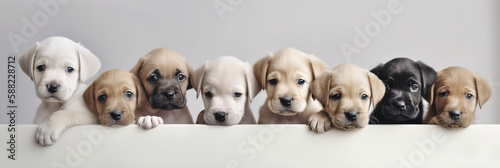 Different puppies peeks out from behind a white wall, Generative AI