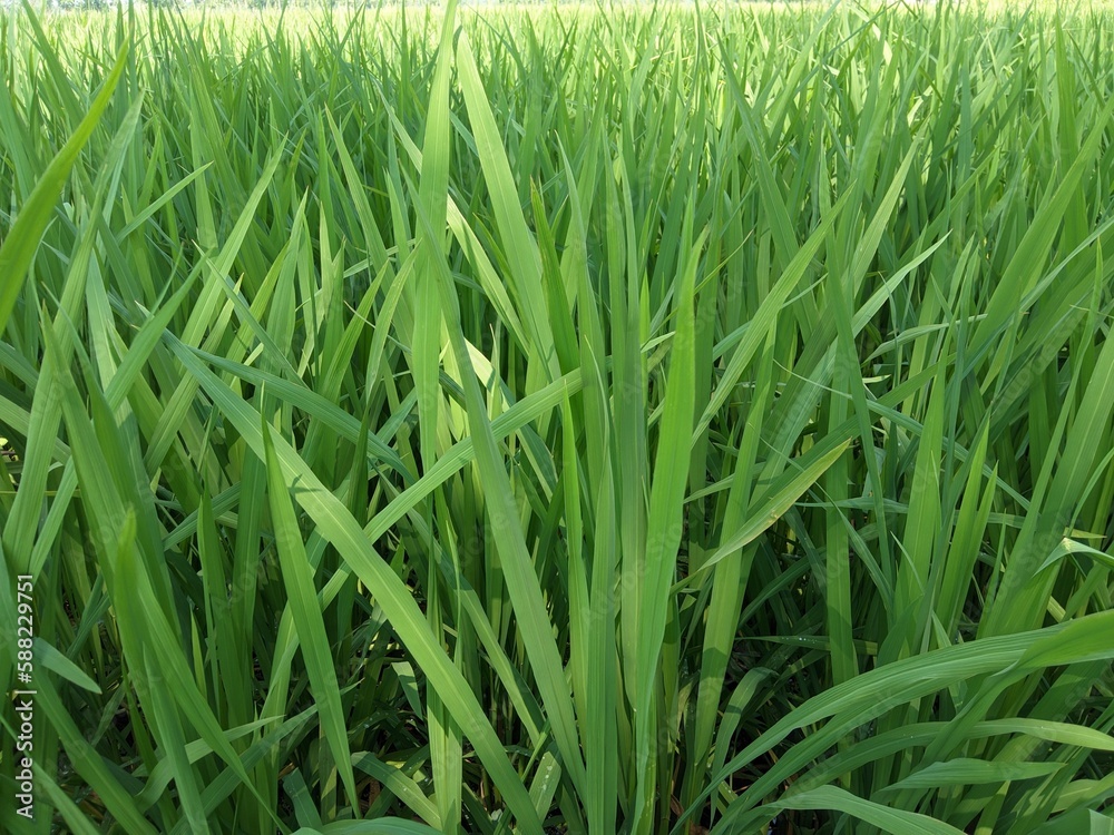 Obraz premium green grass in the wind