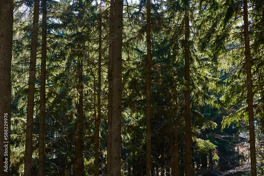 Beautiful forest landscape with green trees in summer day, Nature background Beautiful forest landscape with green trees in summer day, Nature background