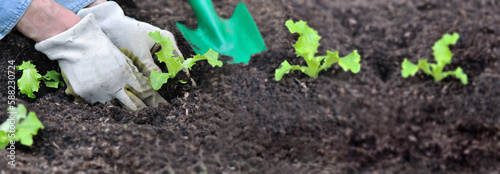 gardener planting seedling of lettuce in the soil of garden