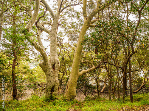  Twisty Gum Tree