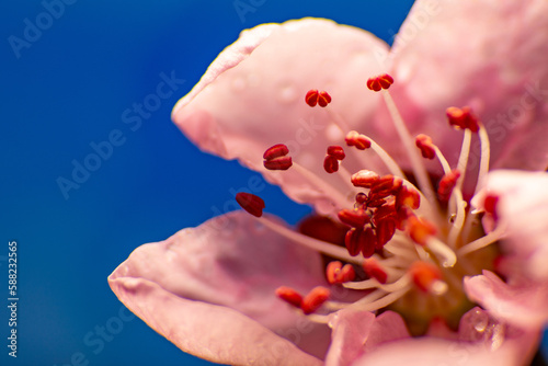 Bright flower of peach. Close-up photography. Macro-shot.