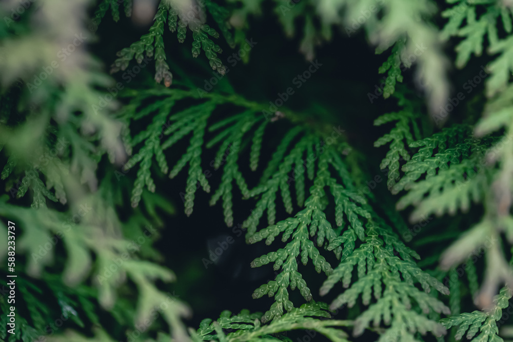 Natural background, texture of a coniferous tree branch. Natural background, texture of a coniferous tree branch.