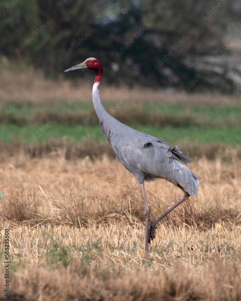 Sarus crane or Antigone antigone observed near Nalsarovar in Gujarat, India Sarus crane or Antigone antigone observed near Nalsarovar in Gujarat, India