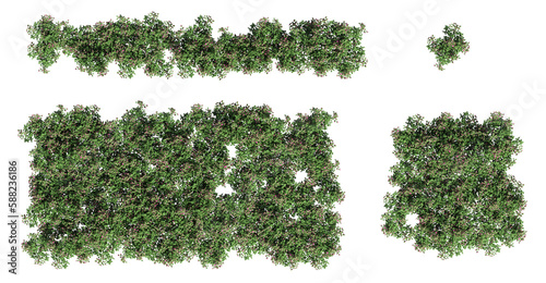 trees in the forest  top view  area view  isolated on transparent background  3D illustration  cg render