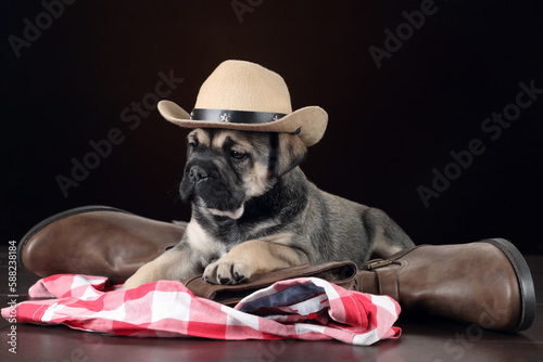Little funny ca de bou puppy with a cowboy hat photo