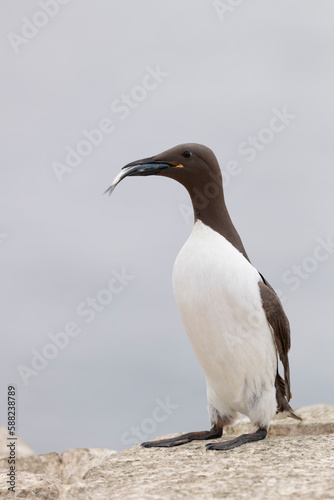 The common murre or common guillemot (Uria aalge) on the cliff who caught a fish.