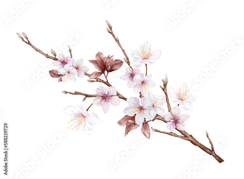 Watercolor magenta cherry blossoms bloom on the branches © Artnizu