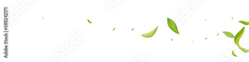 Lime Greens Organic Vector White Panoramic