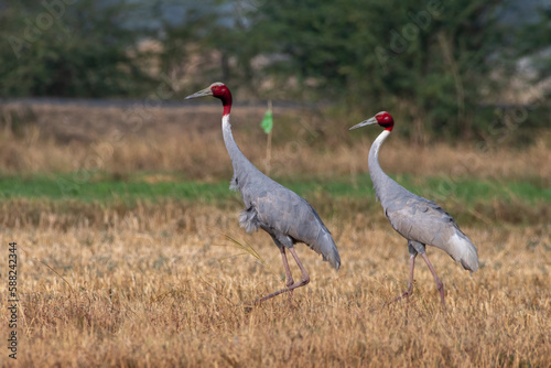 Sarus crane or Antigone antigone observed near Nalsarovar in Gujarat  India