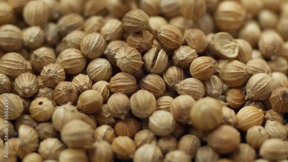 Close up of dried coriander seed aromatic spice ingredients asia food. Slow motion Close up of dried coriander seed aromatic spice ingredients asia food. Slow motion