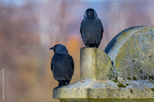 Jackdaws on gravestone