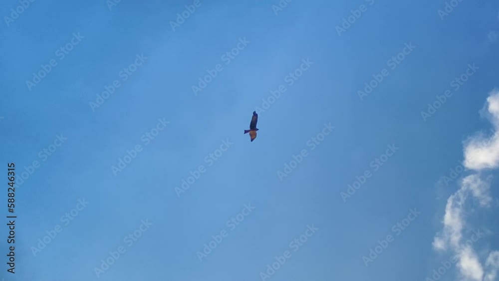 Hawk soars through the blue sky amongst white fluffy clouds Hawk soars through the blue sky amongst white fluffy clouds