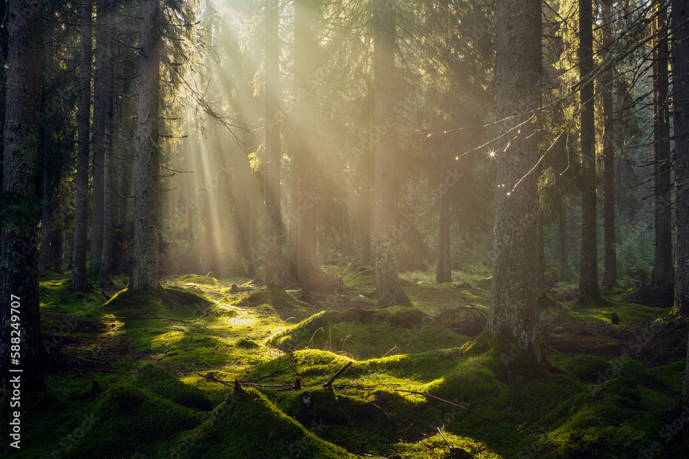 Gorgeous sun rays in the forest during a summer morning. Spectacular light in the forest