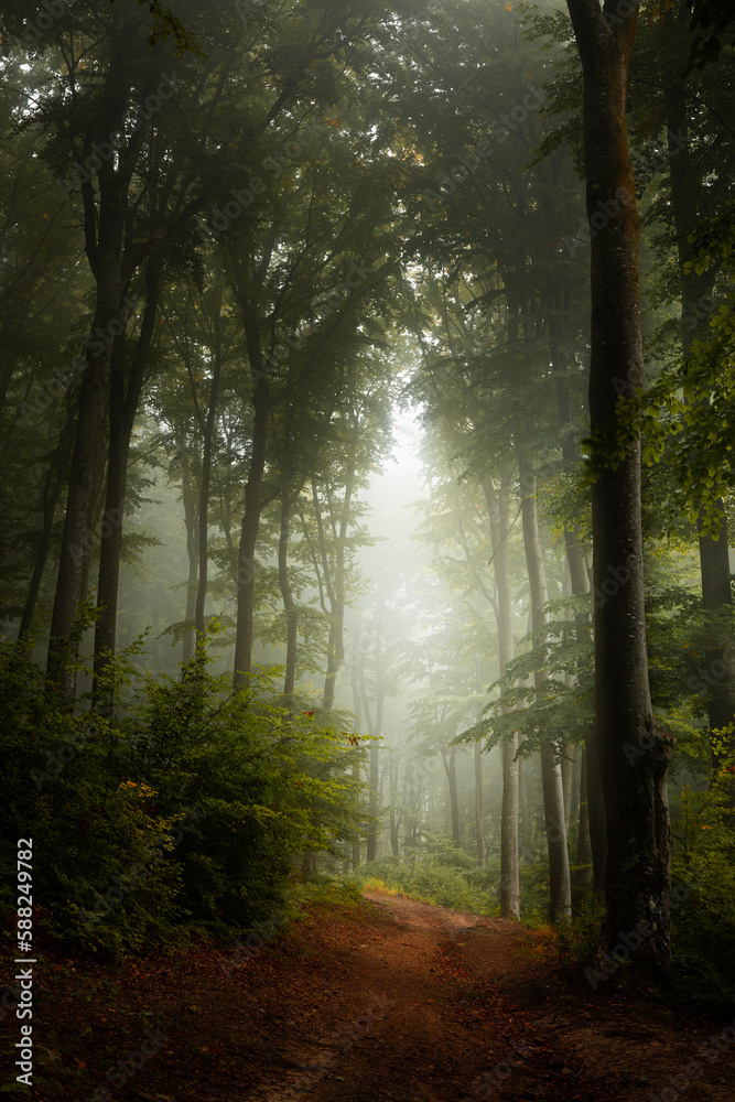 Beautiful trail in foggy forest. Summer day in the forest
