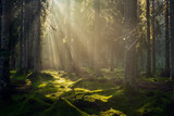 Gorgeous sun rays in the forest during a summer morning. Spectacular light in the forest