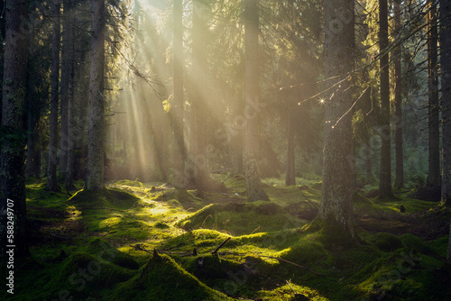 Gorgeous sun rays in the forest during a summer morning. Spectacular light in the forest © bonciutoma