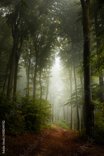 Beautiful trail in foggy forest. Summer day in the forest