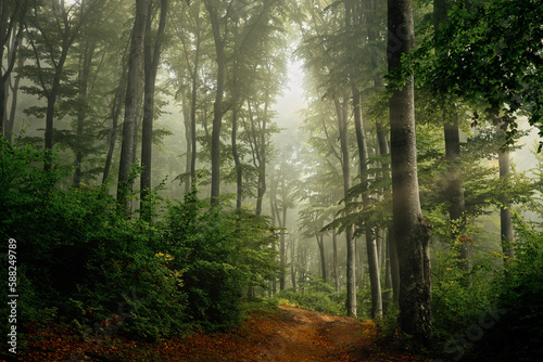 Fototapeta Naklejka Na Ścianę i Meble -  Beautiful trail in foggy forest. Summer day in the forest