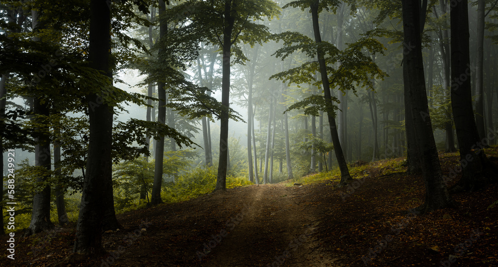 Fototapeta premium Beautiful romantic trail in foggy forest. Dark trees and strange mist in the background