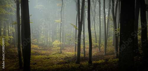 Fototapeta Naklejka Na Ścianę i Meble -  Panoramic foggy forest landscape. Dark trees in the foreground with spooky light in the background