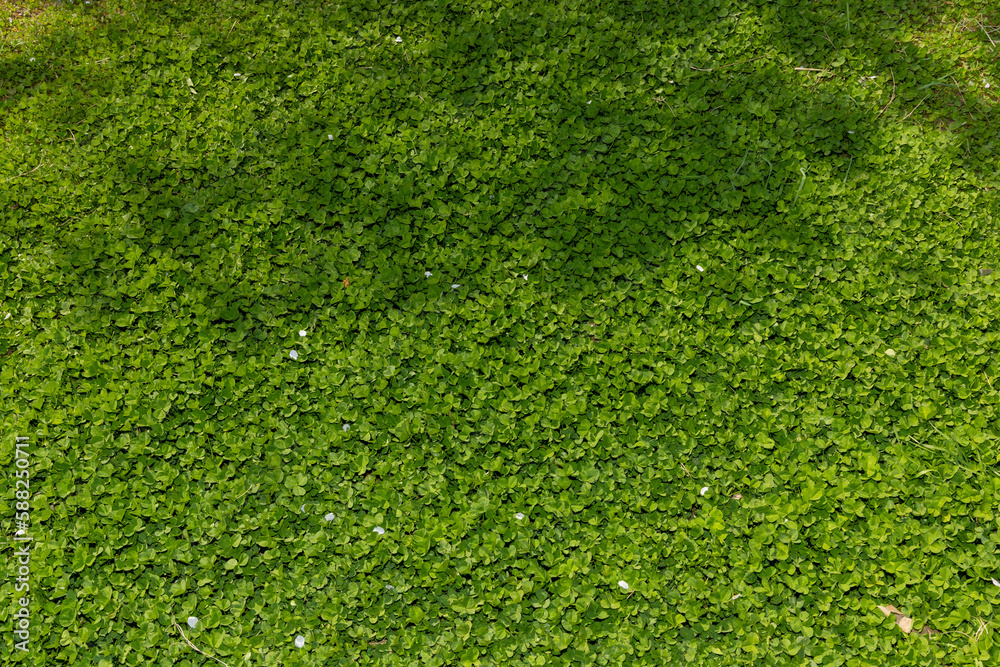 green grass background green grass background