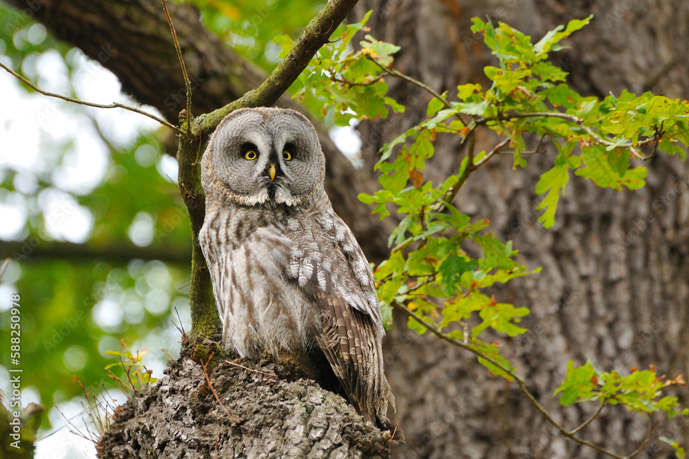 Fototapeta premium Portrait eines Bartkauzes (Strix nebulosa)