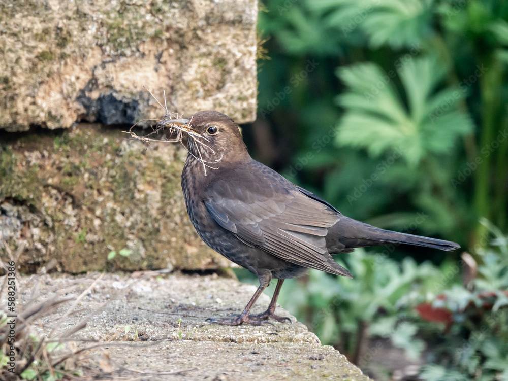 Blackbird, Turdus merula, with nesting material in beak Blackbird, Turdus merula, with nesting material in beak