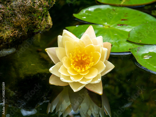 Dwarf water lily, Nymphaea Pygmaea Helvola, in garden pond