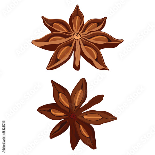 Vector illustration of star anise, star anise seed and cinnamon sticks. Star anise spice fruits and seeds isolated on white background closeup