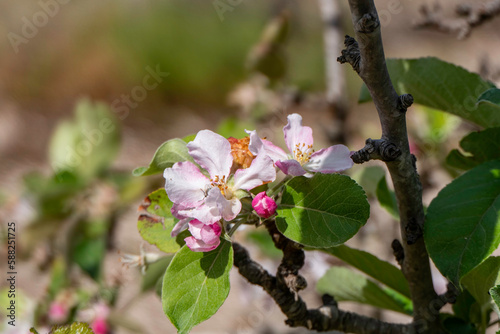 Blooming apple tree. Delicate pink flowers and buds among the leaves.