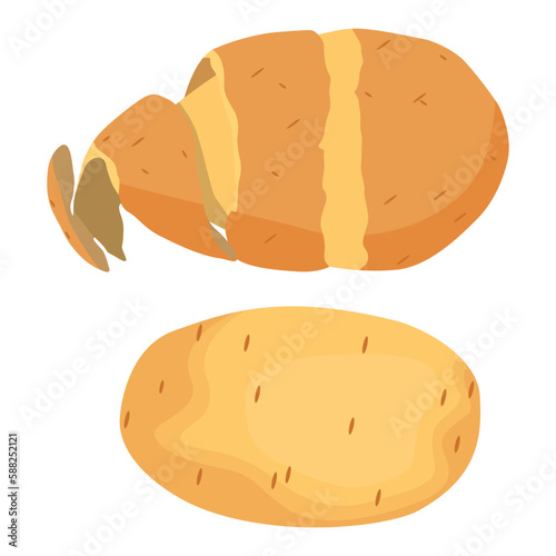 Vector illustration of potato, set of fresh whole and sliced potatoes isolated on white background. Half peeled potato with the twirling skin peel over it, chip, chips