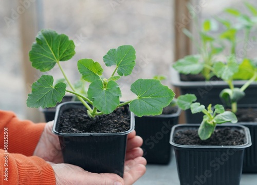 Growing seedlings of pumpkin,cucumbers or zucchini in pots with organic soil.Female hands take care of plants.Agriculture and vegetable growing concept.