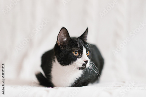Beautiful black and white cat with yellow eyes is lying on a white sofa