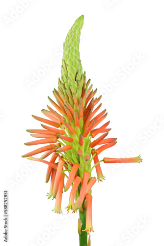 Aloe arborescens (candelabra, krantz, tree-like aloe) flowers