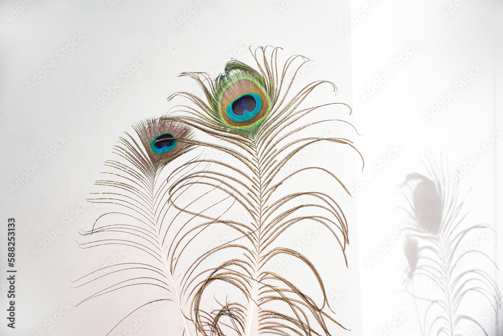 Obraz premium Close up of a Peacock feather with shadow
