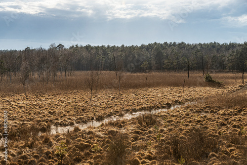 Moorlandschaft in der Lausitz, das Dubringer Moor 1 photo