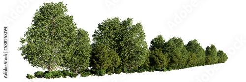 forest landscape, natural hedge with green trees and shrubs, isolated on transparent background  photo