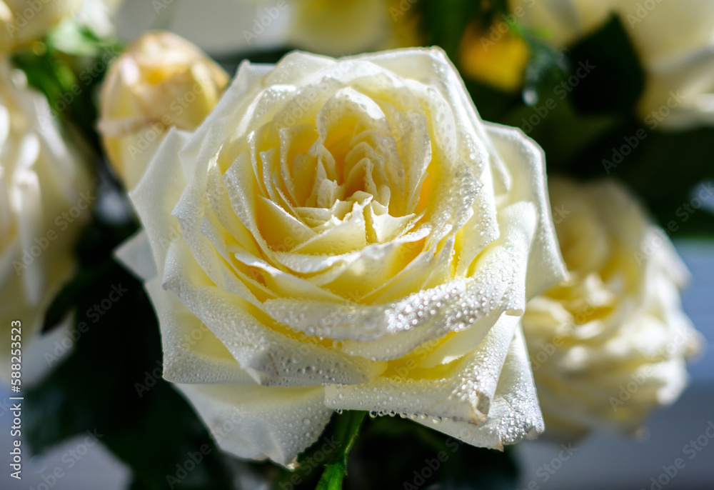 Yellow roses with water drops as natural background. Macro shot with shallow depth of field. Yellow roses with water drops as natural background. Macro shot with shallow depth of field.