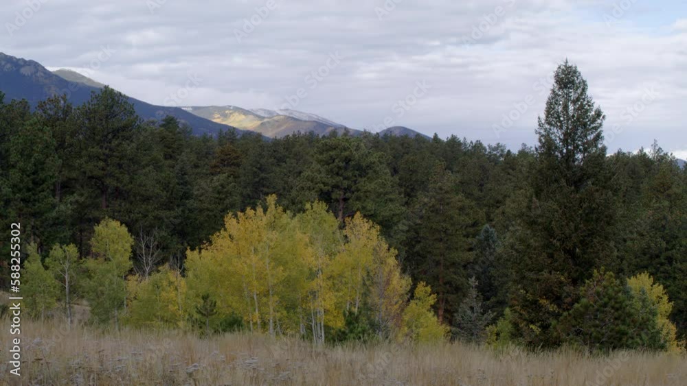 The wind gently blows aspen and pine trees in the mountains durning fall The wind gently blows aspen and pine trees in the mountains durning fall
