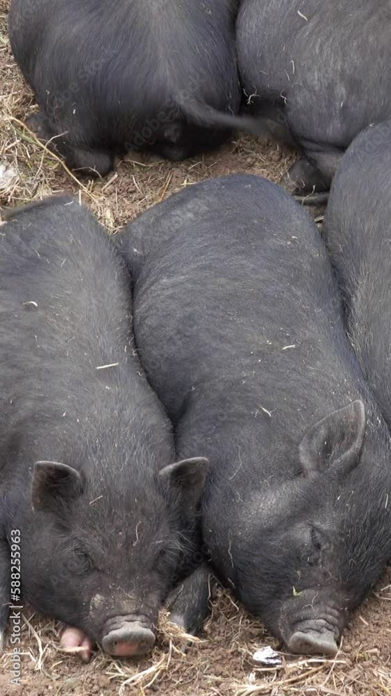 Sleeping black little fun piglets. Vertical video Sleeping black little fun piglets. Vertical video