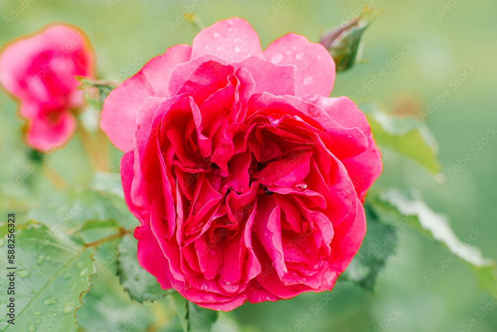 Beautiful pink English rose flower in the garden in summer close-up