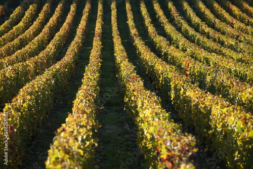 Some symmetric lines in a field of grapevines. October, France.