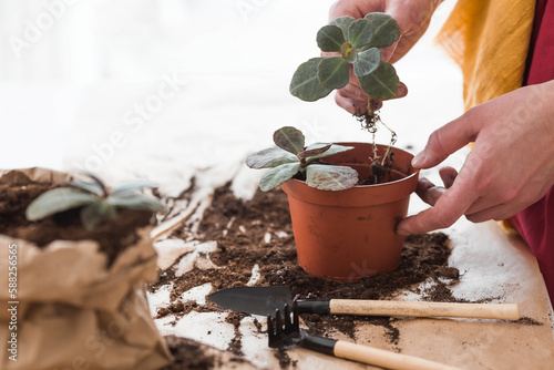 A young woman in vintage clothes in the interior of the kitchen carefully looks after, transplants and waters indoor plants. Girl's hands and plants close-up. Garden.