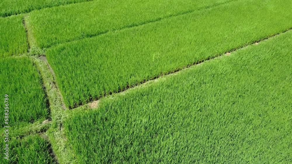 Aerial view of watered rice paddy fields in Canggu, Badung, Bali. Scenic lush farmland, growing plants in rural area on windy, sunny day. Drone flying forward 4K