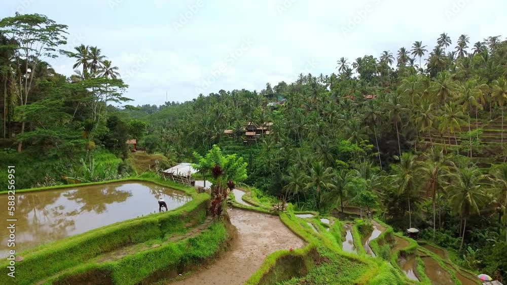 Beautiful aerial of terraced watered rice fields in Valley of Ubud, Bali. Lush green palm trees on hills between farmland paddy jungle nature, person working. Drone flying forward, nature view. 4K Beautiful aerial of terraced watered rice fields in Valley of Ubud, Bali. Lush green palm trees on hills between farmland paddy jungle nature, person working. Drone flying forward, nature view. 4K